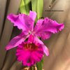 Cattleya Maggie Raphael Purple
